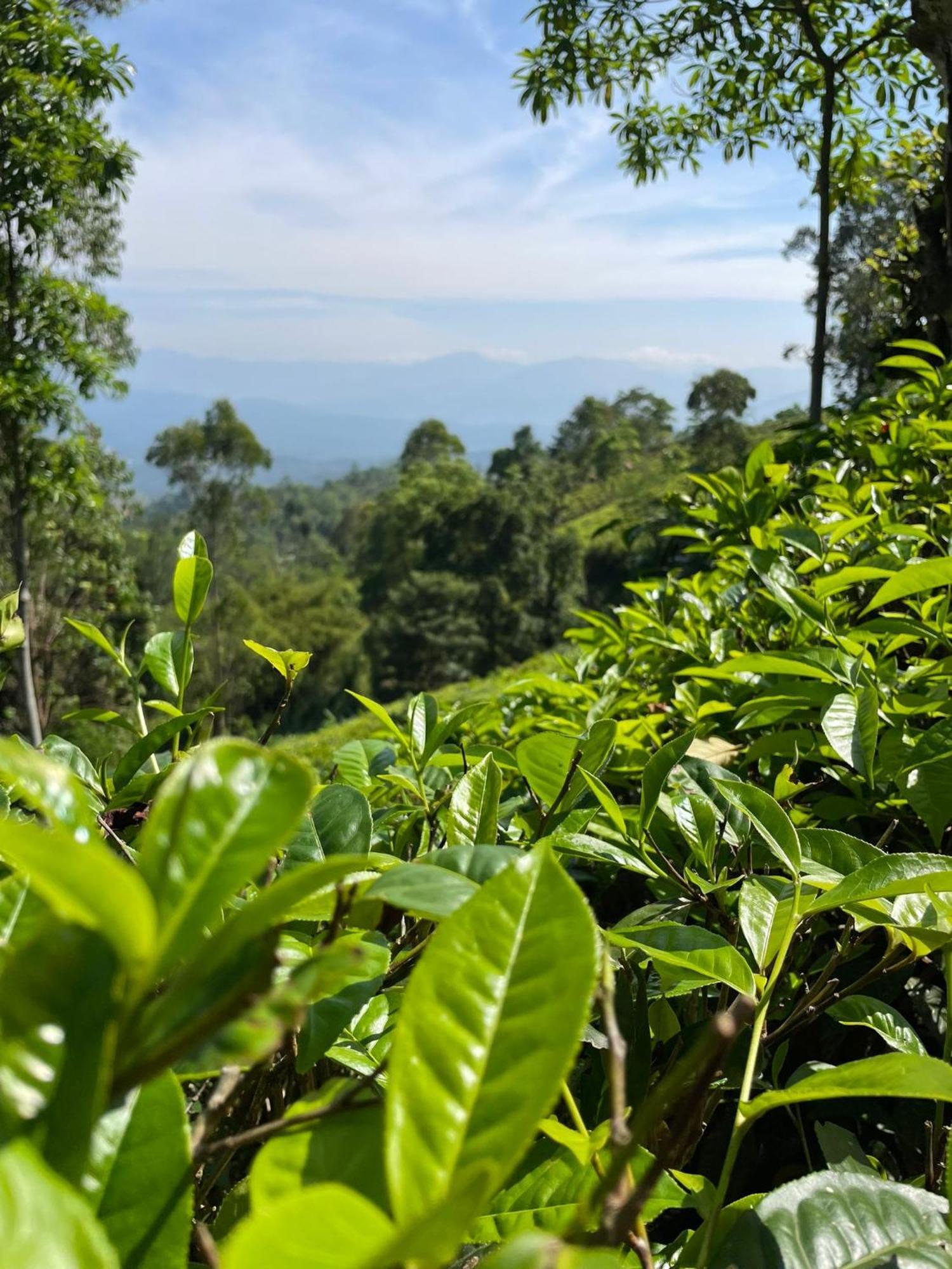 Bellwood Hills Resort & Spa Kandy Ngoại thất bức ảnh
