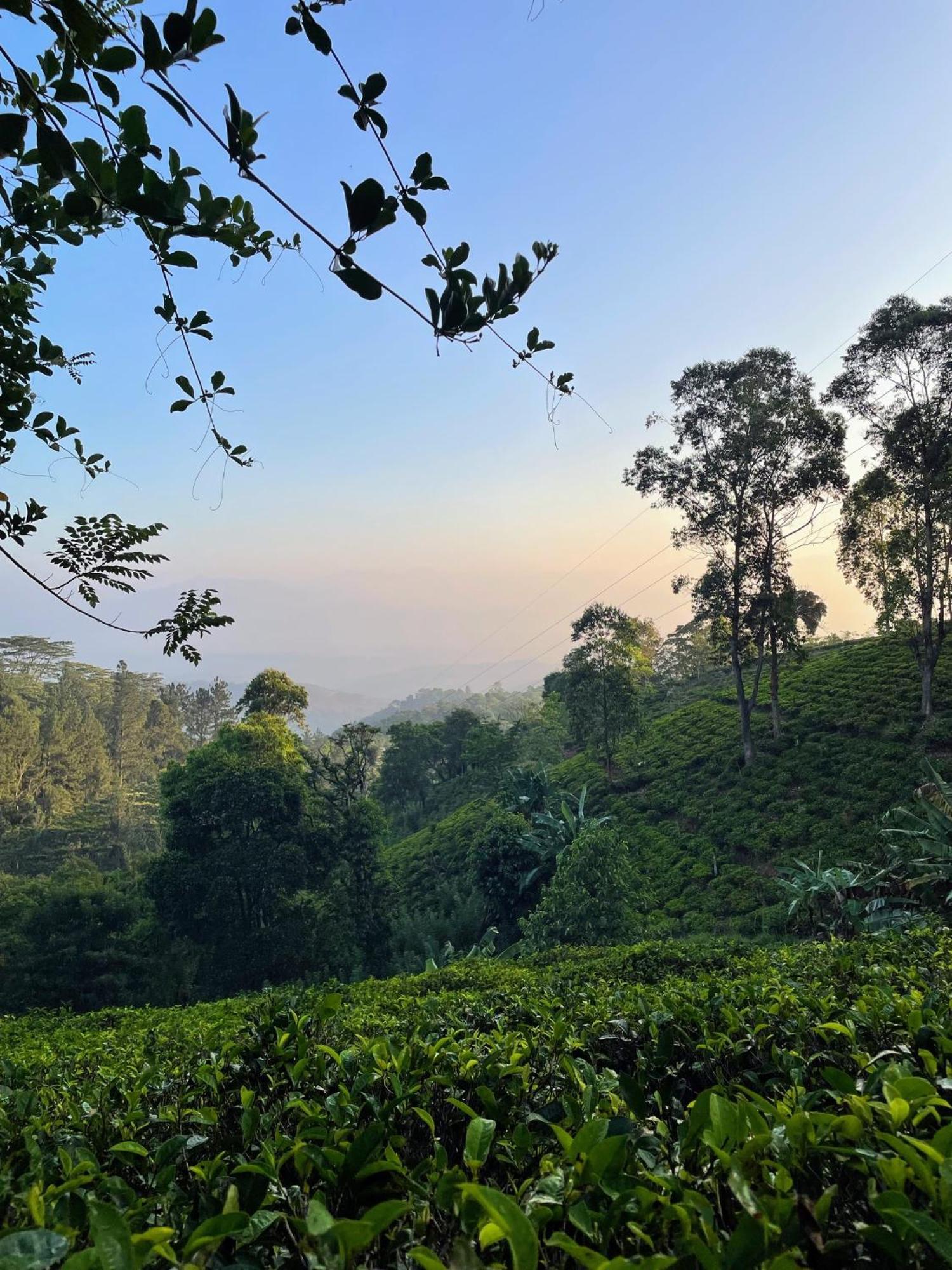 Bellwood Hills Resort & Spa Kandy Ngoại thất bức ảnh